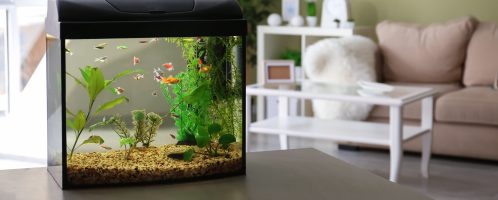 Jak działa ubezpieczenie mieszkania od zalania akwarium?