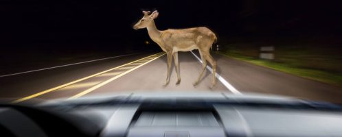 Zderzenie z dzikim zwierzęciem – kto zapłaci odszkodowanie?